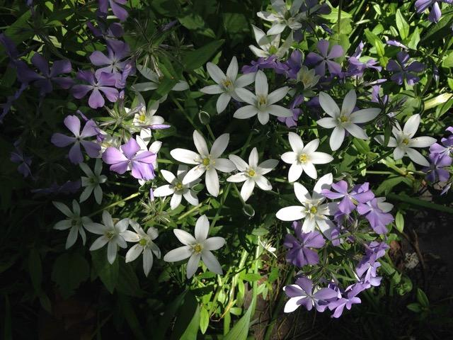 flowers