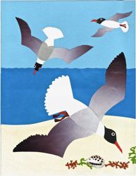 laughing
gulls