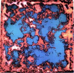 Reef